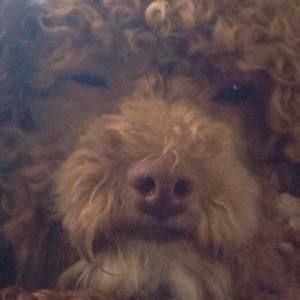 Meet your Posher, Samara